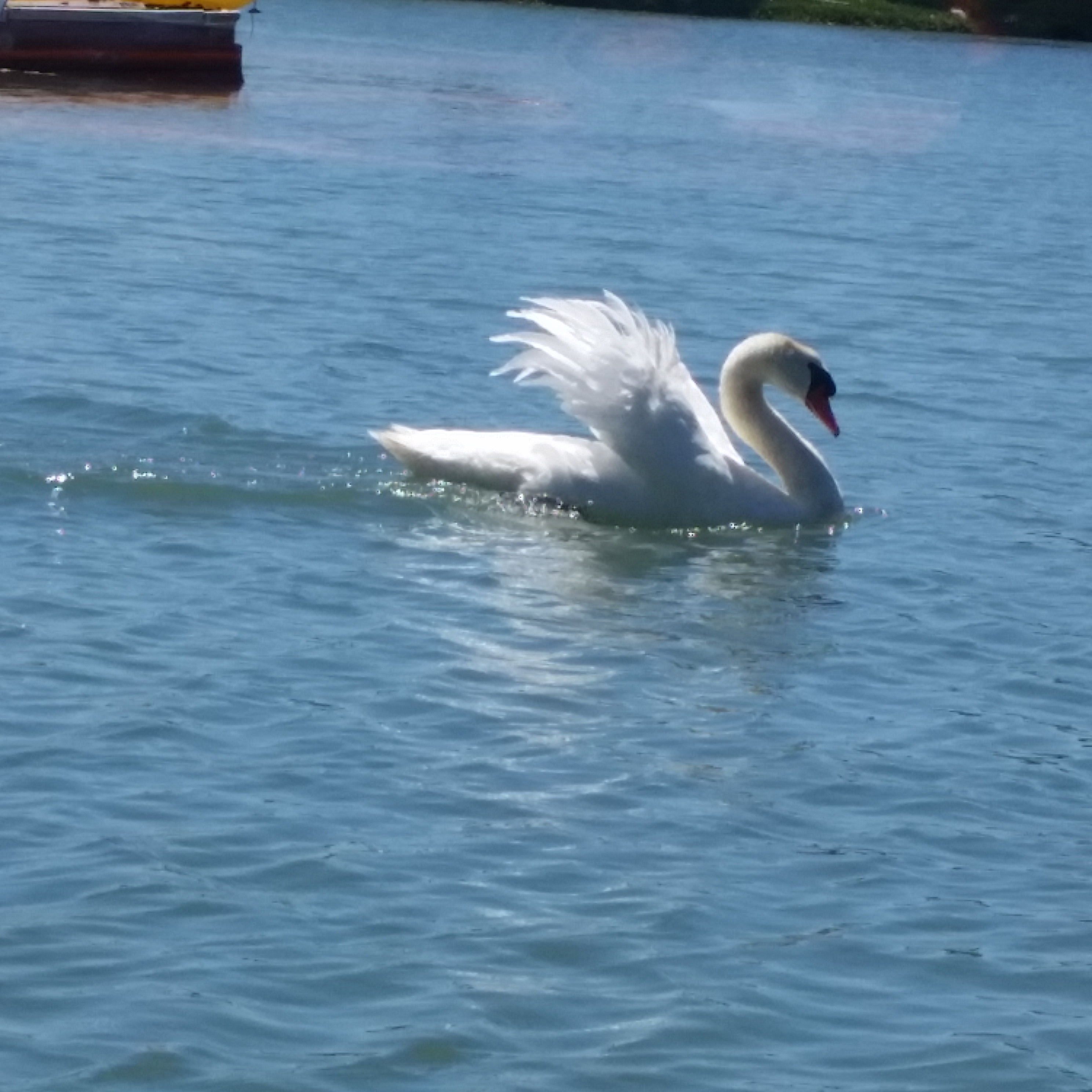 Swan Power